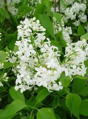 Syringa X hyacinthiflora 'Mount Baker'