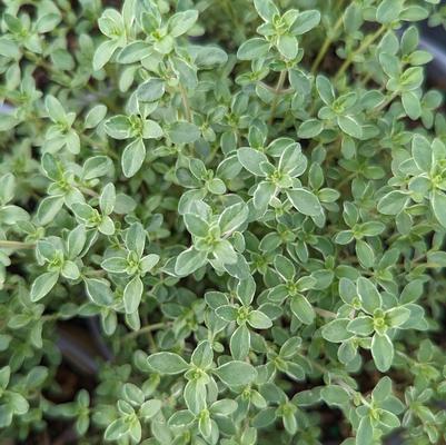 Thymus citriodorus 'Argenteus'