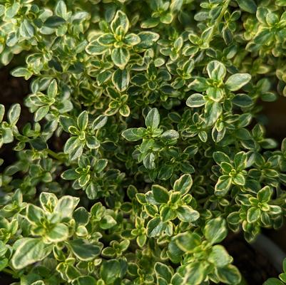 Thymus citriodorus 'Aureus'