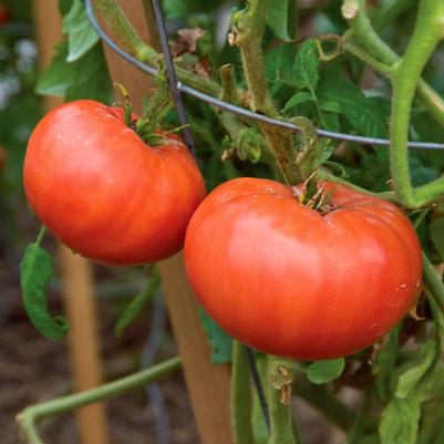 Tomato Radiator Charlie's Mortgage Lifter