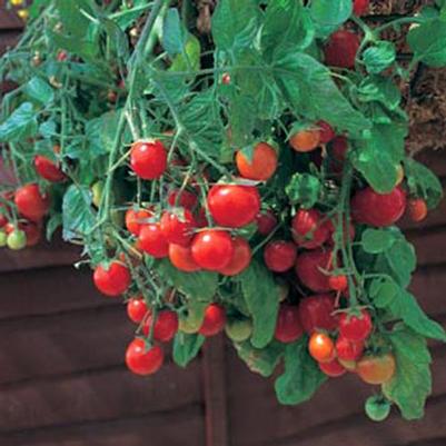 Tomato 'Red Profusion'