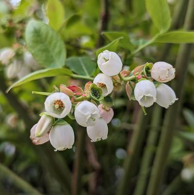 Vaccinium corymbosum 'Northland'