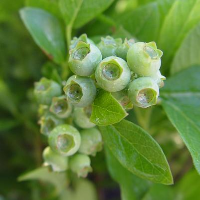 Vaccinium corymbosum Jersey