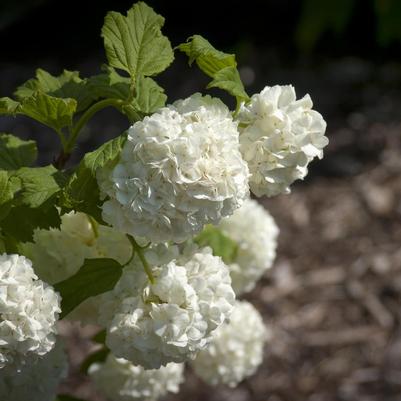 Viburnum opulus Roseum