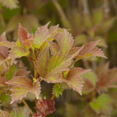 Viburnum tri. 'Baileys Compactum'
