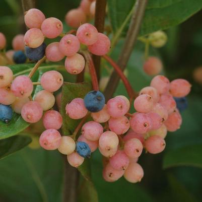 Viburnum nudum 'Winterthur'