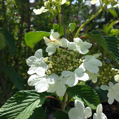 Viburnum p. t. Mariesii