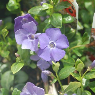 Vinca minor 'Darts Blue'
