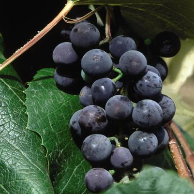 Vitis Concord Seedless