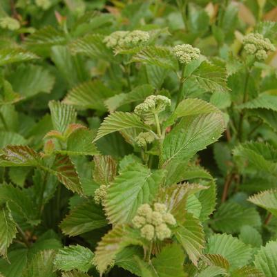 Viburnum dentatum Blue Blaze™