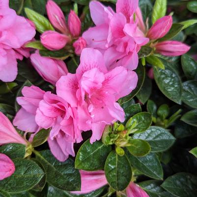 Azalea x Encore® Autumn Carnation®