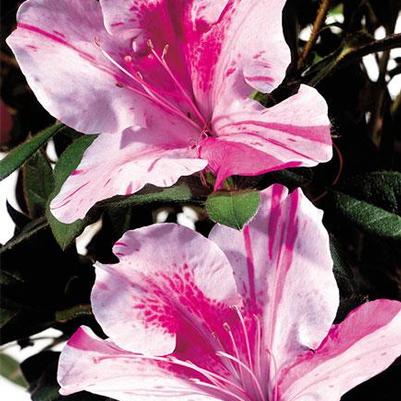 Azalea x Encore® Autumn Twist®