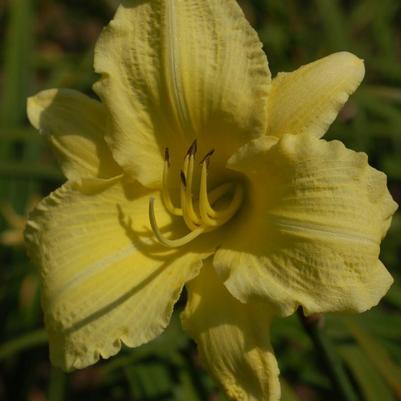 Hemerocallis Rainbow Rhythm® Rainbow Rhythm® Going Bananas
