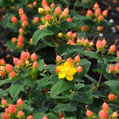 Hypericum inodorum Pumpkin