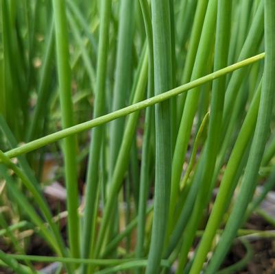 Allium fistulosum 