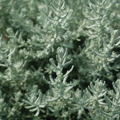 Helichrysum angustifolium 