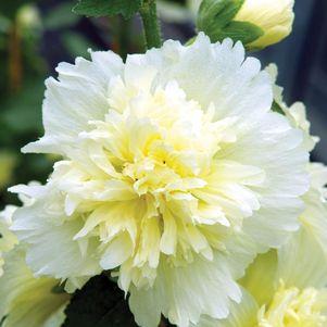 Alcea rosea annua Spring Celebrities™ Lemon
