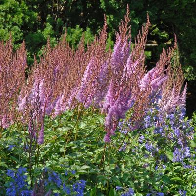 Astilbe chinensis 'Purple Candles'