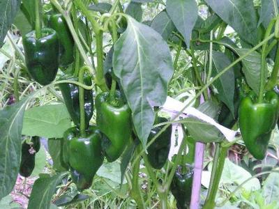 Pepper Ancho Poblano