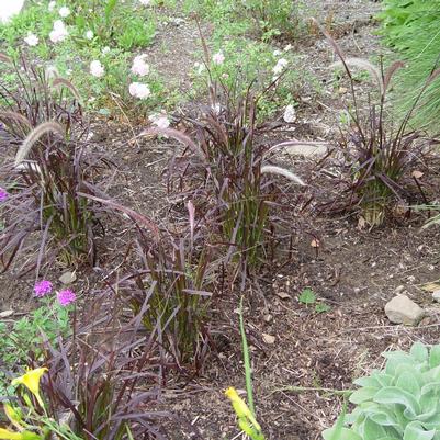 Pennisetum setaceum 'Rubrum'