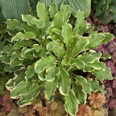 Hosta x Shadowland® Shadowland® 'Wheee!'