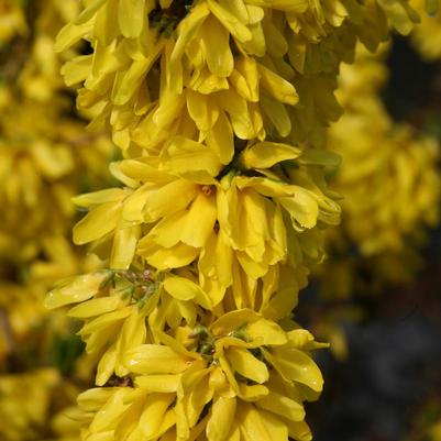 Forsythia x Show Off® Starlet