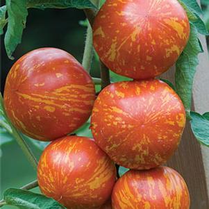 Tomato 'Red Zebra'