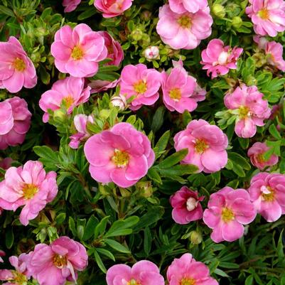 Potentilla fruticosa Happy Face® Pink Paradise