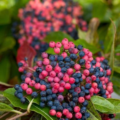 Viburnum nudum Brandywine™