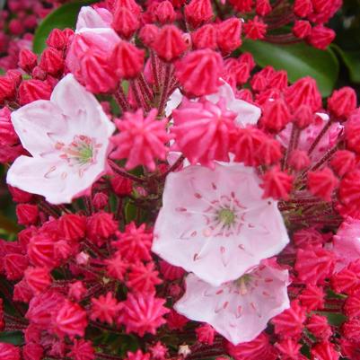 Kalmia latifolia Olympic Fire