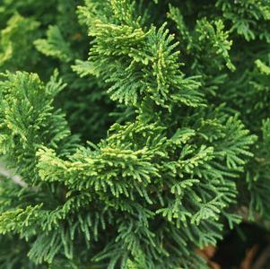 Chamaecyparis obtusa Nana