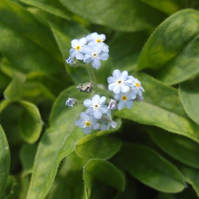 Myosotis sylvatica 'Mon Amie Blue'