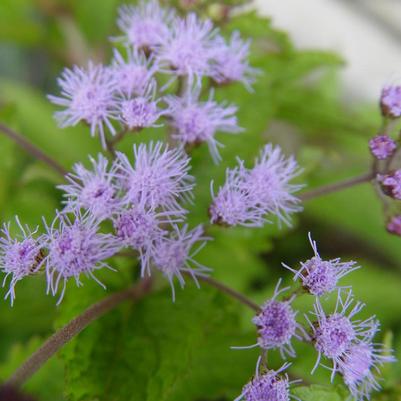 Eupatorium coelestinum 