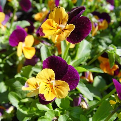 Viola Penny™ Orange Jump-up