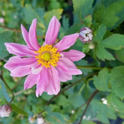 Anemone x Fantasy Fantasy™ 'Pocahontas'