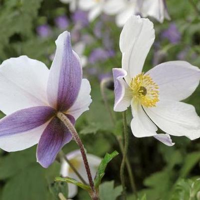 Anemone x 'Wild Swan'