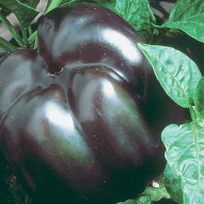 Pepper Purple Beauty