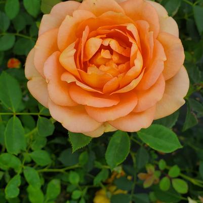 Rosa Lady of Shallot