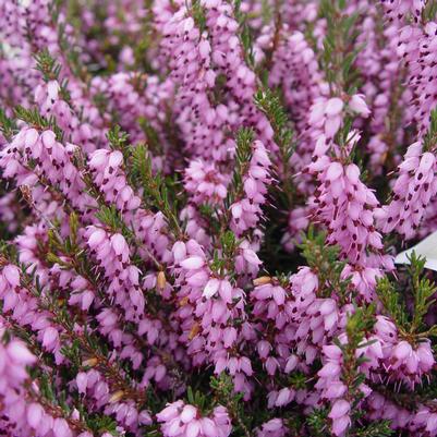 Erica carnea Pink