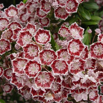 Kalmia latifolia 'Minuet'