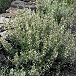 Calamintha nepeta var. Nepeta