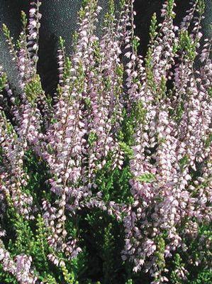 Calluna vulgaris Spring Torch
