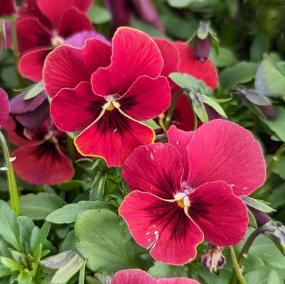 Viola Penny™ Penny™ Red Blotch