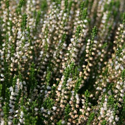 Calluna vulgaris Maires