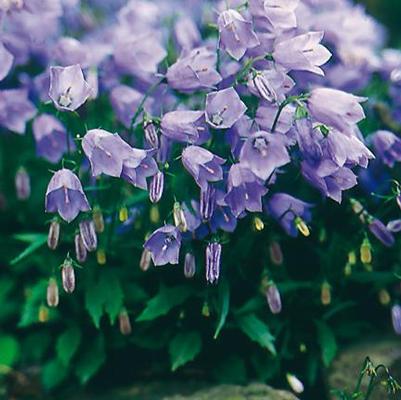Campanula cochleariifolia 'Bavaria Blue'