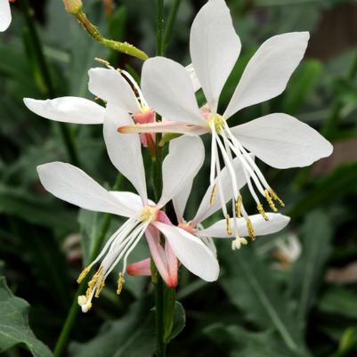 Gaura lindheimeri 'Sparkle White'