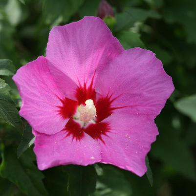 Hibiscus syriacus Lil' Kim® Violet