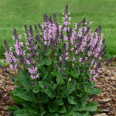 Salvia x Color Spires® Color Spires® 'Pink Dawn'