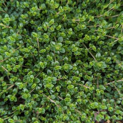 Thymus vulgaris 'Caborn Wine & Roses'