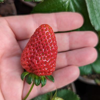 Strawberry Sweet Kiss™